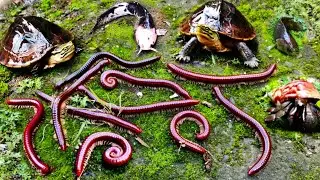 Hunting millipede dan ikan lele, ikan hias, ikan betok, kura-kura, ikan komet, ikan lele albino
