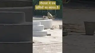 monkey drinking water! #wanderlust #summer #love #animals #animallover #nature #gaushala #donate