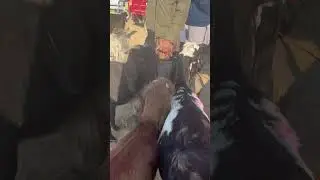 🔴 Goats in Dina Mandi | Janwar Official | Goat kids | Eid 2022 | Beautiful Goats & Cows #Shorts