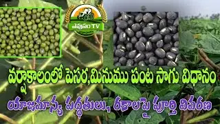 వర్షాకాలంలో సాగు చేయాల్సిన పెసర మినుము రకాలు మరియు సాగు విధానం || black gram & green gram #EvusamTv
