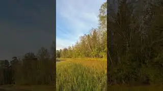 Warm Sunlight on Lakeside Forest &ndash; Stones, Clear Skies & Nature&rsquo;s Beauty 🌳✨ (Part 2)