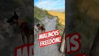 From Shelter to Freedom: 8-Month-Old Malinois Living Their Best Life! 🐕⛰️ #DogRescue #FYP #granada