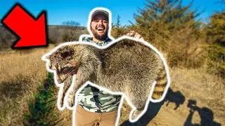 Trapping GIANT RACCOON in My BACKYARD!!! (Catch Clean Cook)