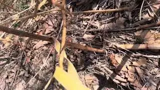 Japanese knotweed bamboo like targets