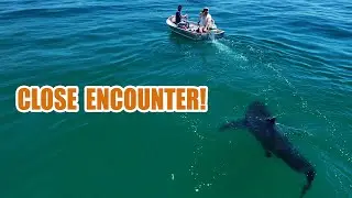 Large Great White Shark Follows Fishermen in Close Encounter