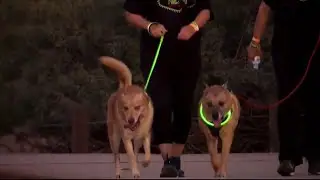 Nevada SPCA &lsquo;Neon Dog Walk&rsquo; event in Las Vegas on Oct. 21