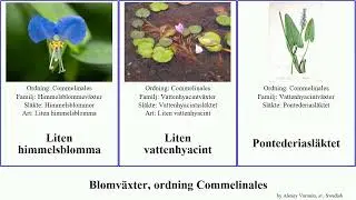 Blomv&auml;xter, ordning Commelinales himmelsblomma angiosperms erecta Liten vattenhyacint Klibbh&aring;rig