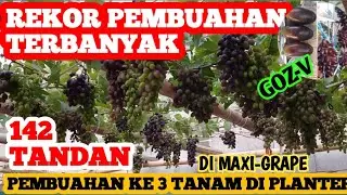 GOZV, ANGGUR SUPER GENJAH DAN RECOMENDED...ala @MAXI-GRAPE.