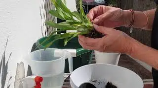 Miniature Oncidium Twinkle Orchid Media Switch from Bark to Leca - TESTING #ninjaorchids