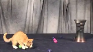 Kitty Connection Lattice Ball Launcher