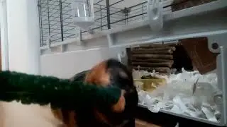 Cute Guinea pig ASMR munching kale eating snacking chewing fat funny fun brainrot 67 trend cheeky