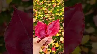 Fall Color Leaves 🍁 #leaves #fall #fallcolors #colors