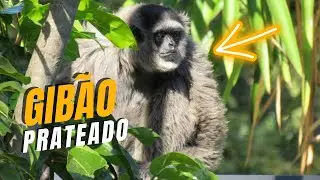 Gib&atilde;o Prateado  ou Gib&atilde;o de Java