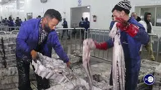 استئناف نشاط صيد الأخطبوط باقليم طانطان للموسم الشتوي 2025