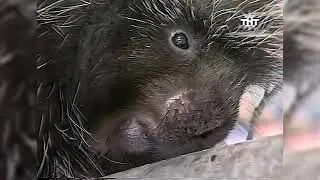 Вонючки! Десять самых сильно пахнущих животных на Земле (ТНТ, 8 января 2004) [2160p]