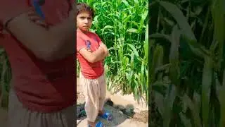 The state of crops after rains