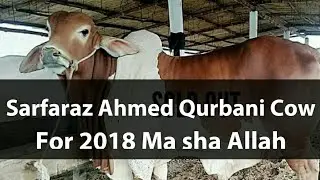 Big qurbani cow for sale in karachi | Ansari Cattle Farm 2018 | Beautiful and charming cow