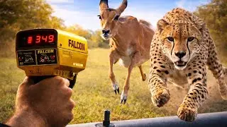 Top 10 Fastest Animals on This Planet 