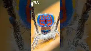 Peacock Spider&rsquo;s Colorful Courtship Dance  Amazing Animal Facts