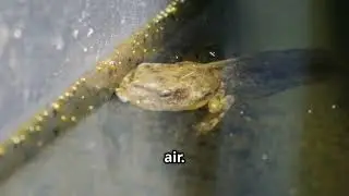 You Won&rsquo;t Believe How Frogs Grow! Watch the Full Life Cycle
