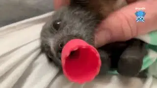 Baby flying-fox squeaks when petted:  this is Hungry Hippo