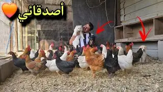 أغرب شلة أصدقاء شفتها بحياتي 😂🐔