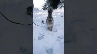 Siberian Cat After a Snowstorm