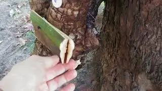 UHF Alien H3 Chip RFID flat head nail tag for tree management