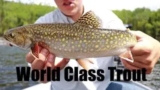 Day 2 Nipigon River World Class Brook Trout