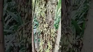 Amazing Bilimbi Tree #fruits #kamias