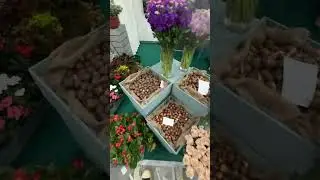 Галантус на международной выставке в КрокусЭкспо