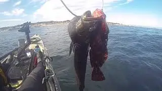 Kayak fishing Monterey Coral St. rockfish, lingcod, cabezon