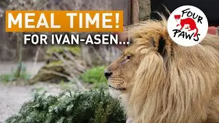 Ivan-Asen and his popsicle at our FELIDA Big Cat Sanctuary | FOUR PAWS | www.four-paws.org