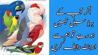 birds export business in pakistan|birds video|parrot export from pakistan|bird export from pakistan
