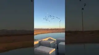 Birds at sunset #shorts #birds #sunset #arizona #nature