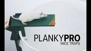 How to catch Multiple Mice with PLANKYPRO Walk the Plank Mouse Trap