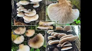 Pilzportrait - Gallertfleischiges Stummelf&uuml;&szlig;chen, Crepidotus mollis | Crepidotus ralfsii