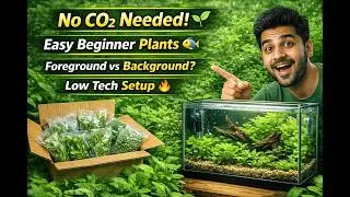 🌿 Low Tech Aquarium Plants Guide &ndash; Bunnycart Foreground, Midground, Background & Epiphytes 🌱