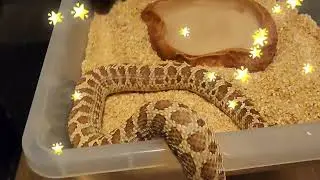 FEEDING HOGNOSE COLLECTION ( BIG NEWS)