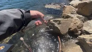 Caples Lake trout fishing! 6/20/25
