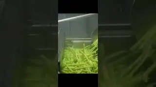 Bamboo shoot processing line #bambooshoot #machine #processline #vegetablemachine #shorts