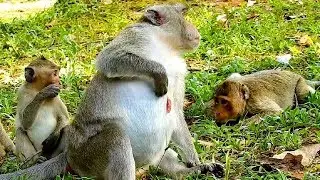 Great video of monkey family, Kind Jane family looks adorable and friendly