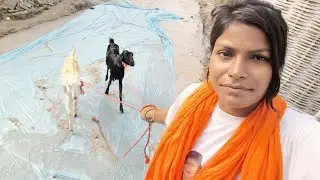 Padmini Bhauji Bakri chara rahi hai video shuru se ant Tak dekhiae bahut achcha comedy hai