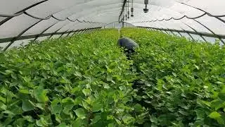 Hybrid Poplar (Okanese) greenhouse update Aug 25 TreeTime.ca