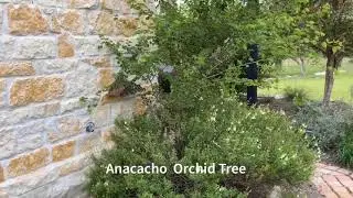 Anacacho Orchid Tree