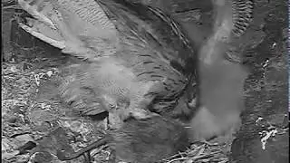05/05/2020  22:01  Lotte in with headless muskrat (Eagle Owl, Germany, Eifel)