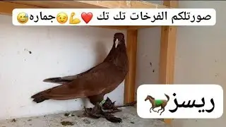 (اللهم صل 🧿 على محمد وال 🧿 محمد)فدوه لعيونكم التعب 5ساعات اصولكم بيهن القادم افضل/بنات/2025/12/22