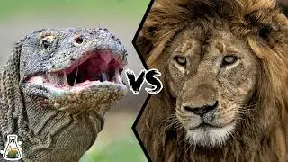 Komodo Dragon vs Lion - Who Would Win?