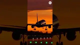 How to evacuate with pets or service animals during a flight emergency #Shorts