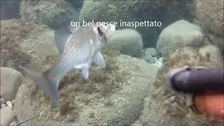 pesca sub , spigola di Pomonte  isola del Elba in pochissimo fondo e in pochissimi secondi